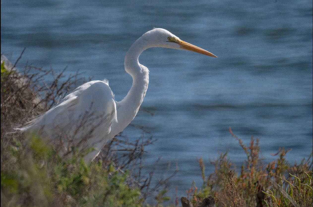 Tokina500mm_3.jpg