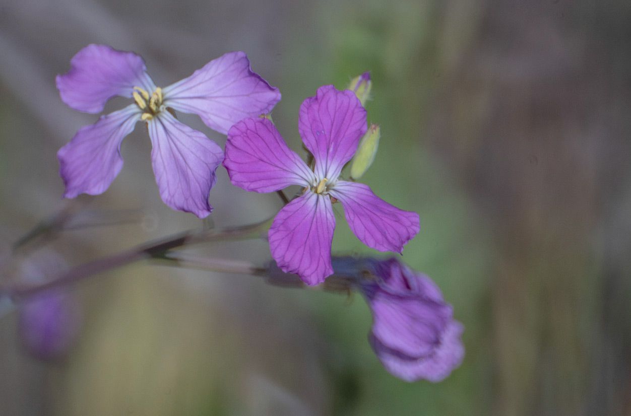 Tokina500mm_13.jpg